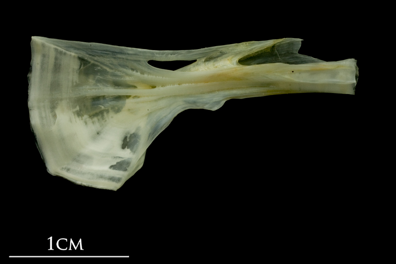 Bullrout ceratohyal medial view