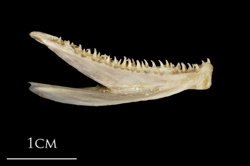 White grouper dentary medial view