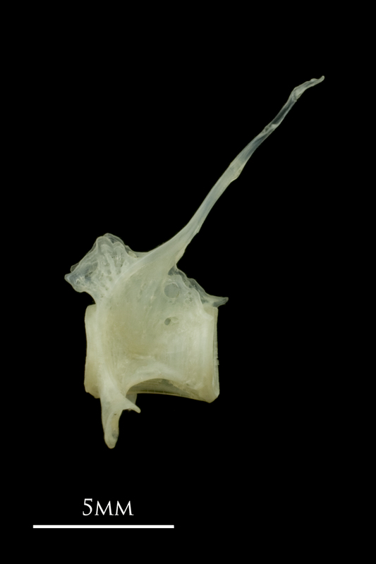 Red mullet precaudal vertebra lateral view