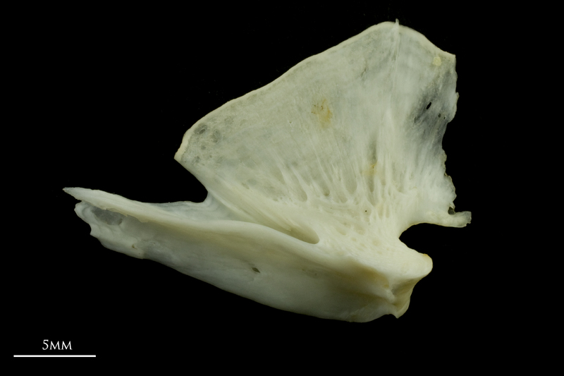 Common carp quadrate medial view