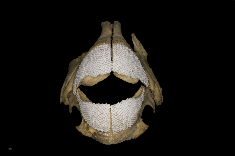 Parrot fish jaw anterior view