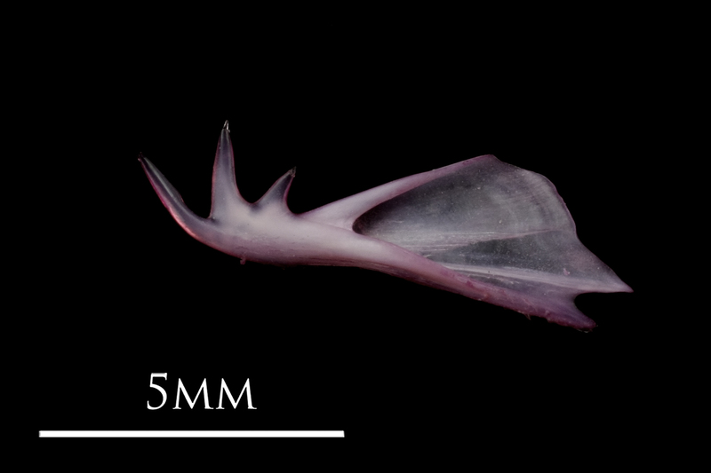 Dragonet cleithrum medial view