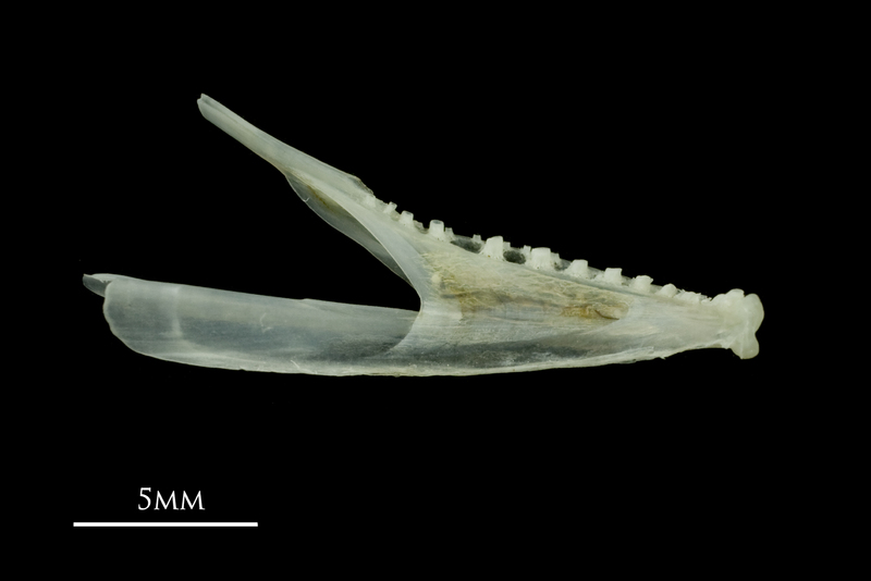 Poor cod dentary medial view