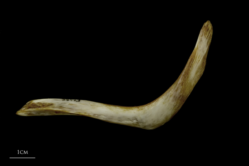 European conger cleithrum lateral view