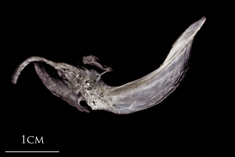 Atlantic herring cleithrum medial view