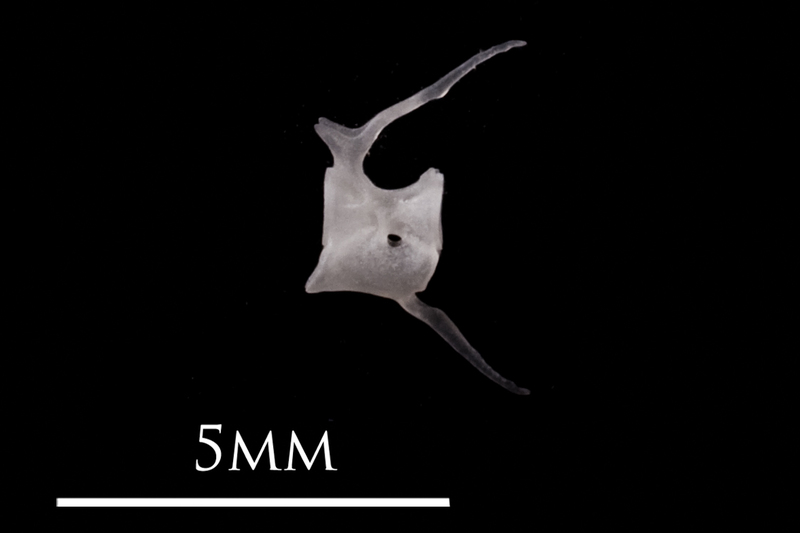 European eel caudal vertebra lateral view