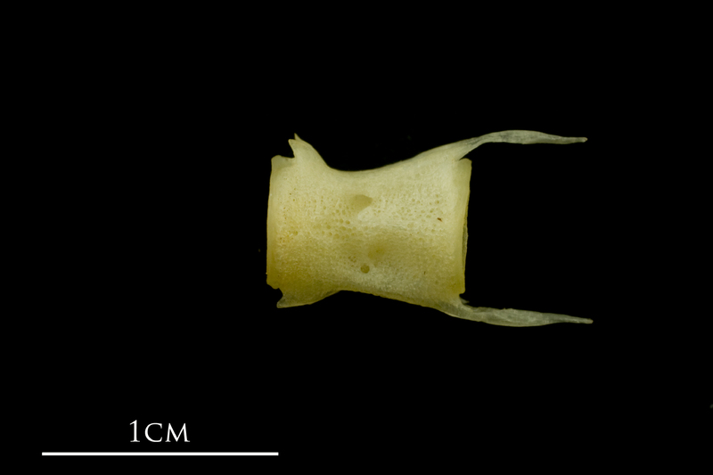 Atlantic mackerel caudal vertebra lateral view