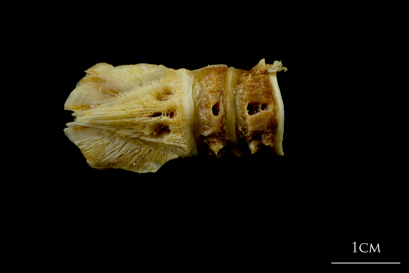 Northern pike basioccipital - first vertebra dorsal view