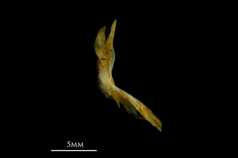 Bullhead cleithrum medial view