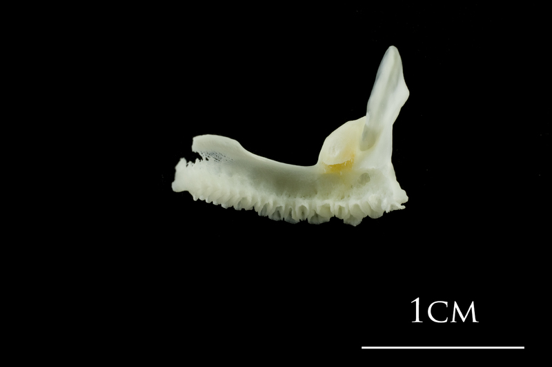 European plaice premaxilla medial view