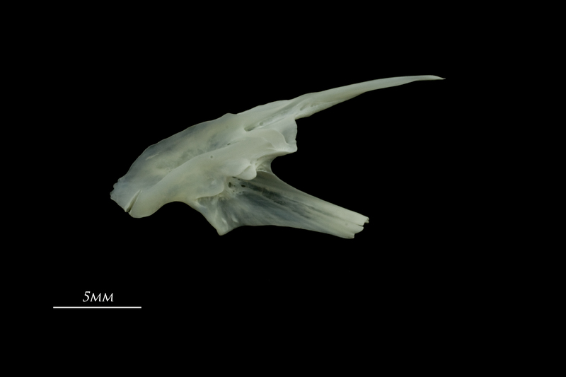 European seabass posttemporal medial view