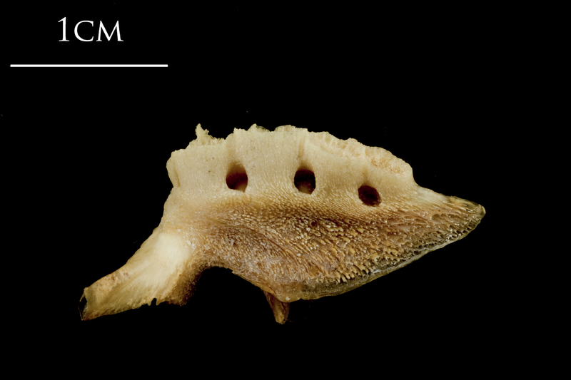 Catfish pharyngeal medial view