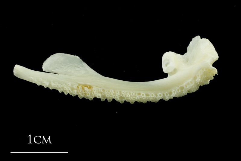 Pollack premaxilla medial view