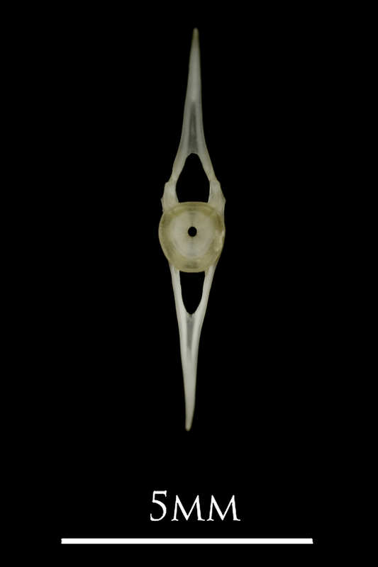 Eelpout caudal vertebra anterior view