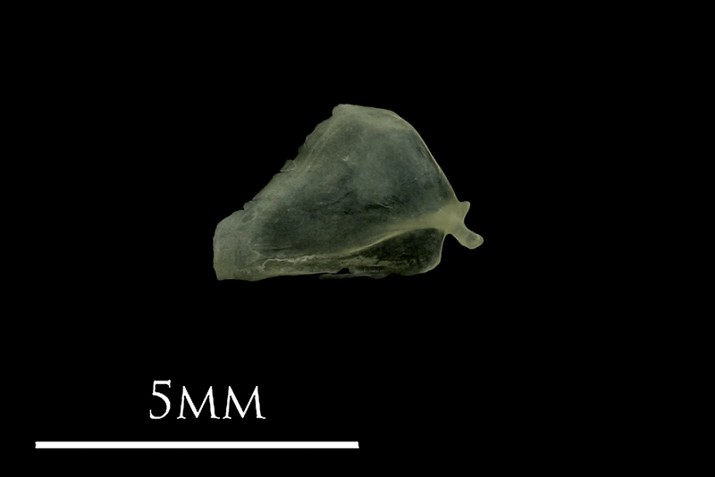 Butterfish opercular medial view