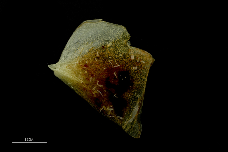 Atlantic mackerel opercular lateral view