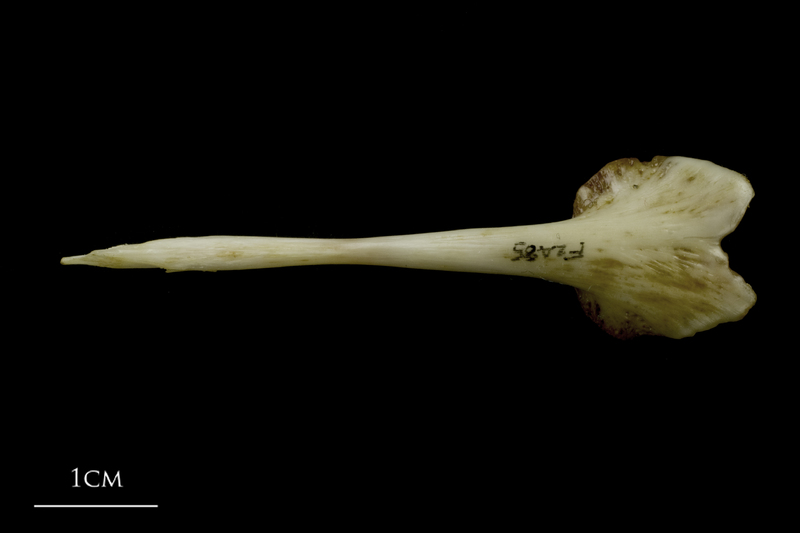 European conger for assessment dorsal view