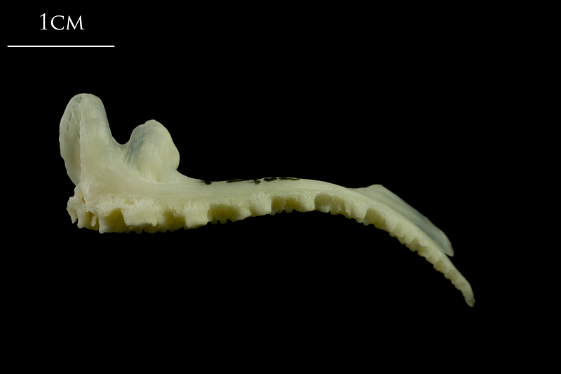 Whiting premaxilla lateral view