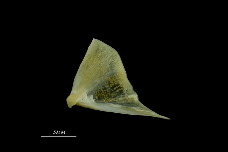 European seabass quadrate lateral view