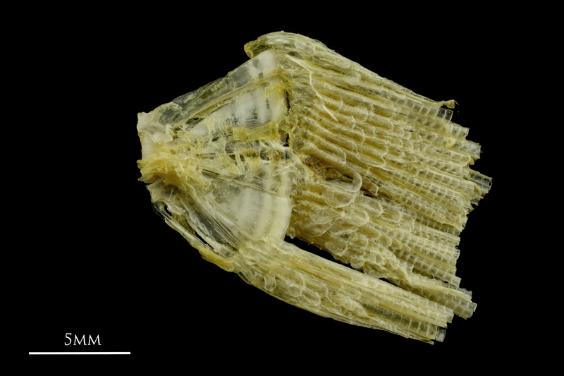 Ruffe ultimate vertebra lateral view