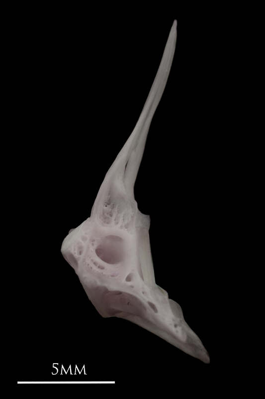 Parrot fish first vertebra lateral view