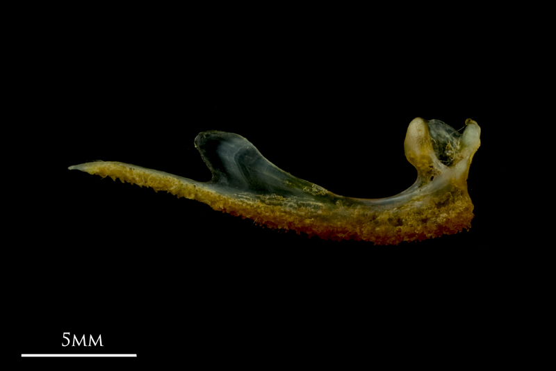 Grey gurnard premaxilla medial view