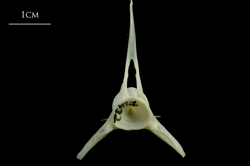 Whiting precaudal vertebra anterior view