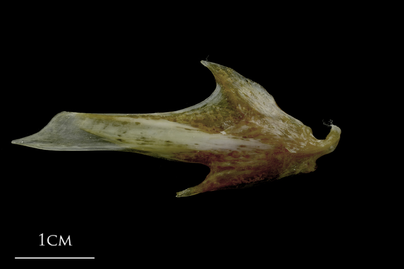 Spanish mackerel articular lateral view