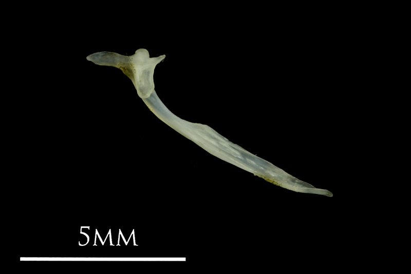 Small sandeel maxilla medial view