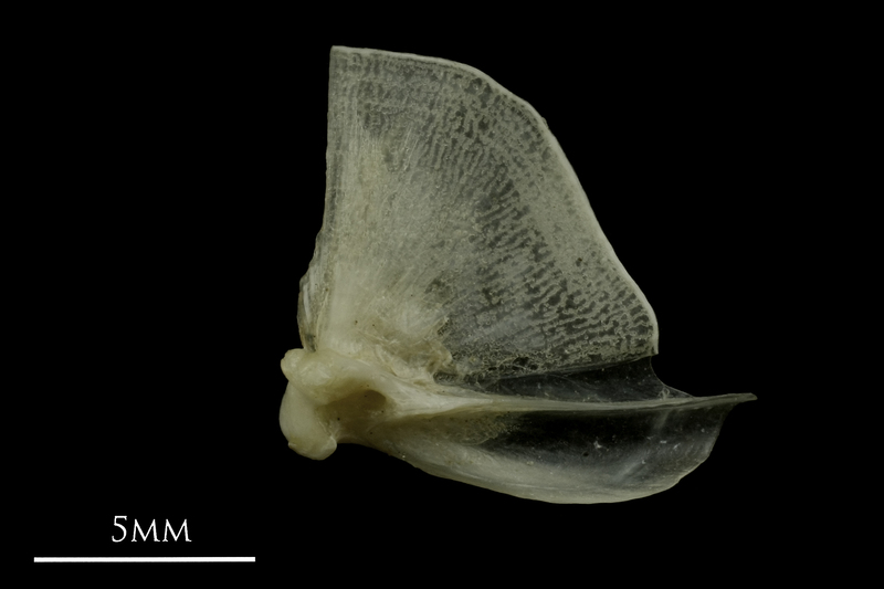 Common pandora quadrate lateral view