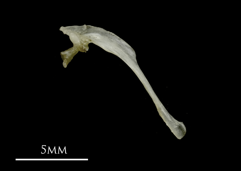 Sandsmelt maxilla lateral view