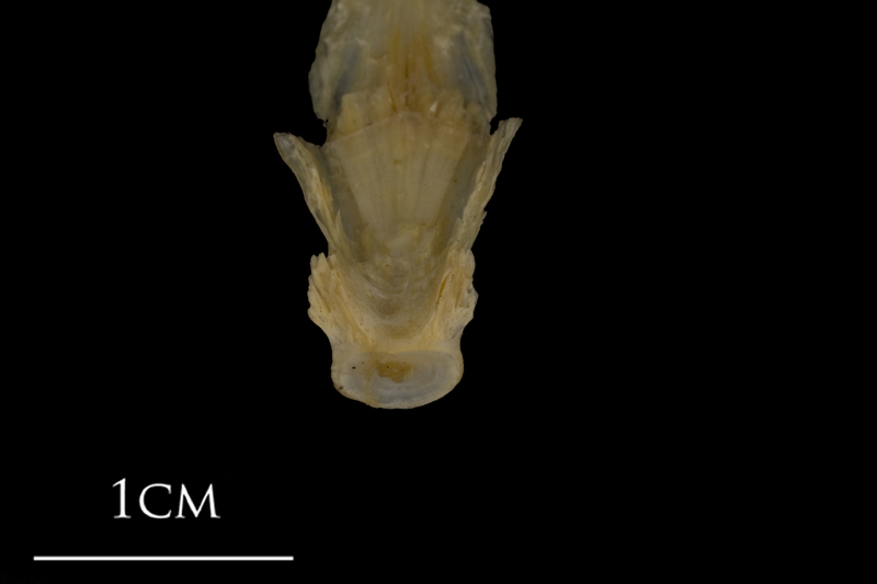 Shore rockling parasphenoid basioccipital complex dorsal view