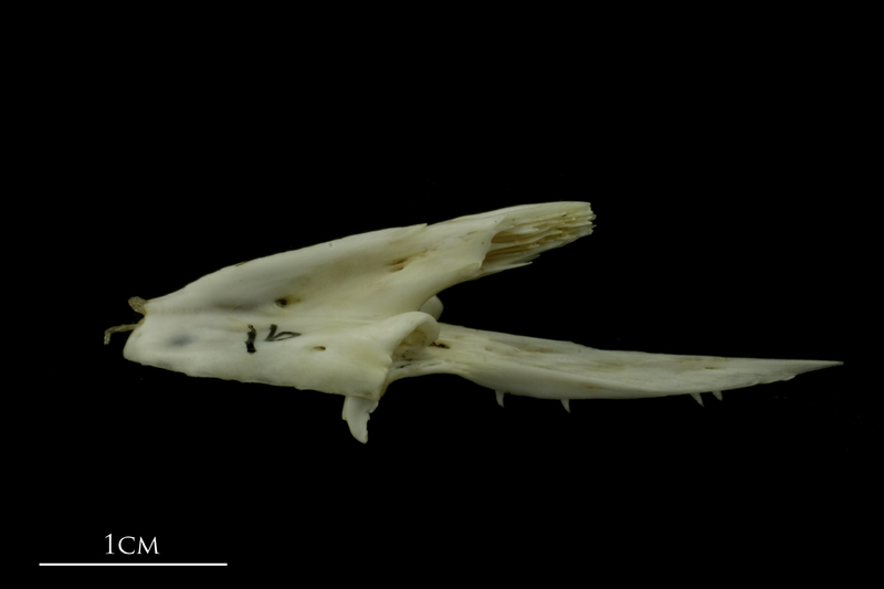 Mediterranean moray vomer lateral view