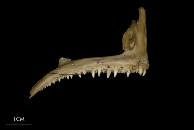 Greater amberjack premaxilla lateral view