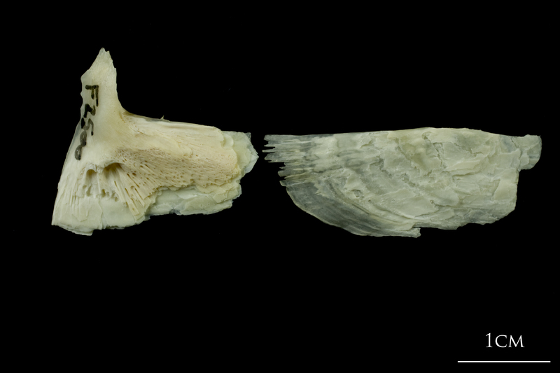 Northern pike subopercular medial view