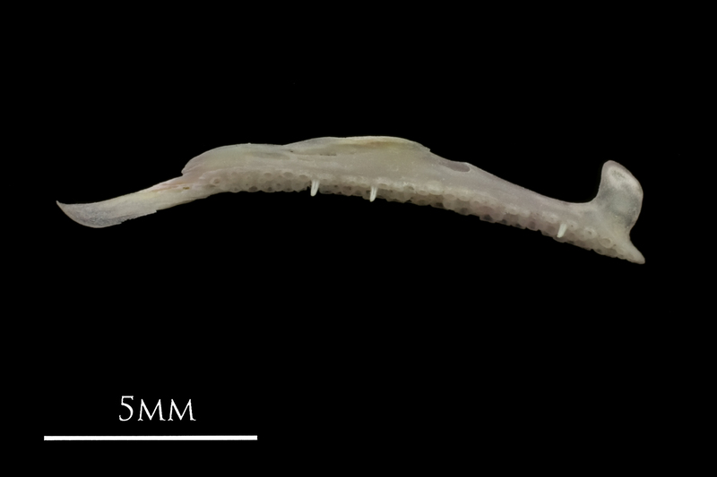 European eel premaxilla medial view