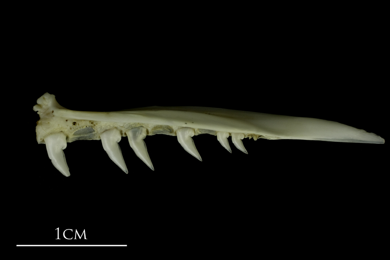 Mediterranean moray premaxilla lateral view