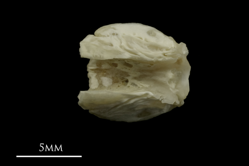 Grayling basioccipital ventral view