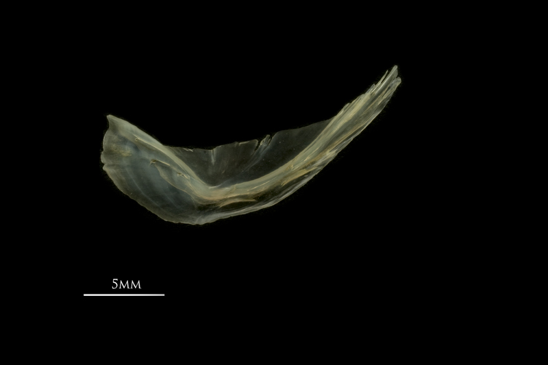 European smelt preopercular medial view