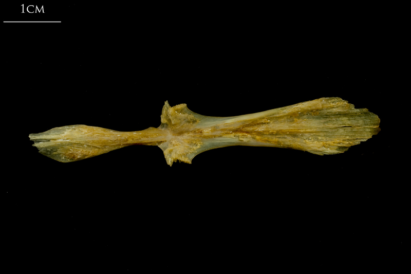 Thinlip grey mullet  parasphenoid dorsal view