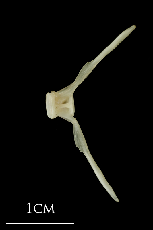 Haddock ultimate vertebra lateral view