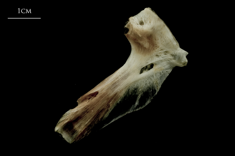 Atlantic halibut hyomandibular medial view