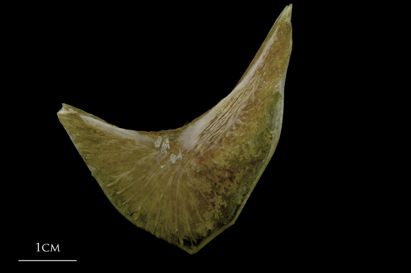 Spanish mackerel preopercular lateral view