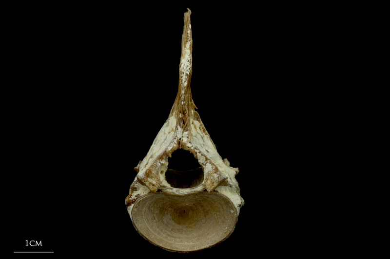 Atlantic bluefin tuna  first vertebra anterior view