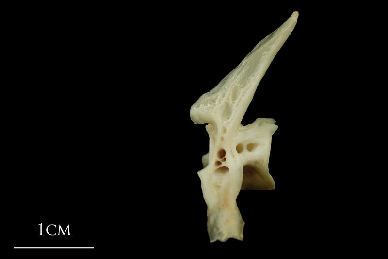 Haddock precaudal vertebra lateral view