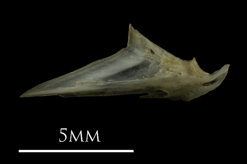 Eelpout articular lateral view