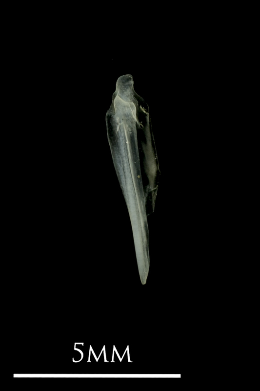 European anchovy supracleithrum lateral view