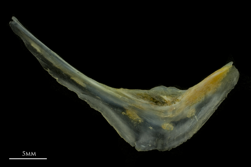 Black seabream preopercular medial view