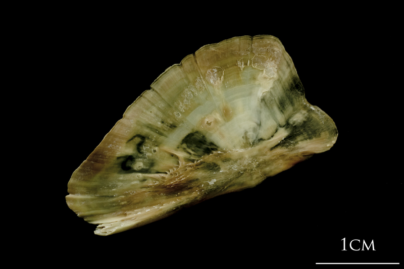 Turbot subopercular medial view