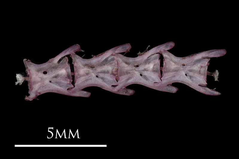 Dragonet caudal vertebra lateral view